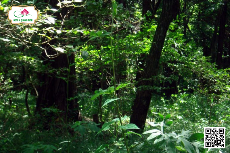 Tiền Hồ – Angelica Decursiva, Apiaceae