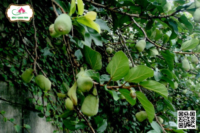 Trâu Cổ - Ficus Pumila, Moraceae