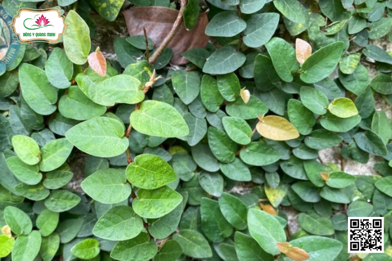 Trâu Cổ - Ficus Pumila, Moraceae