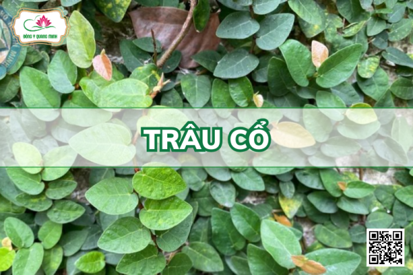 Trâu Cổ - Ficus Pumila, Moraceae