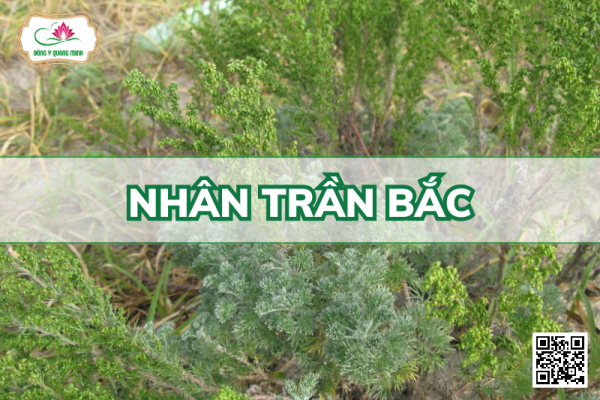 Nhân Trần Bắc – Artemisia Capillaris, Asteraceae