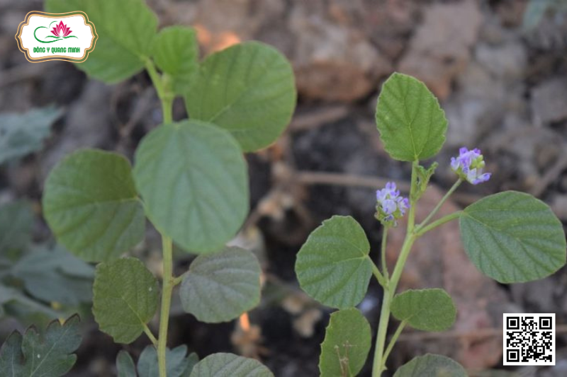 Bổ Cốt Chi - Cullen Corylifolium, Fabaceae