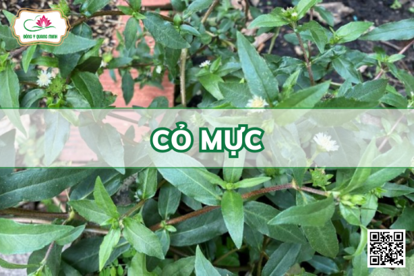 Cỏ Mực - Eclipta Prostrata, Asteraceae