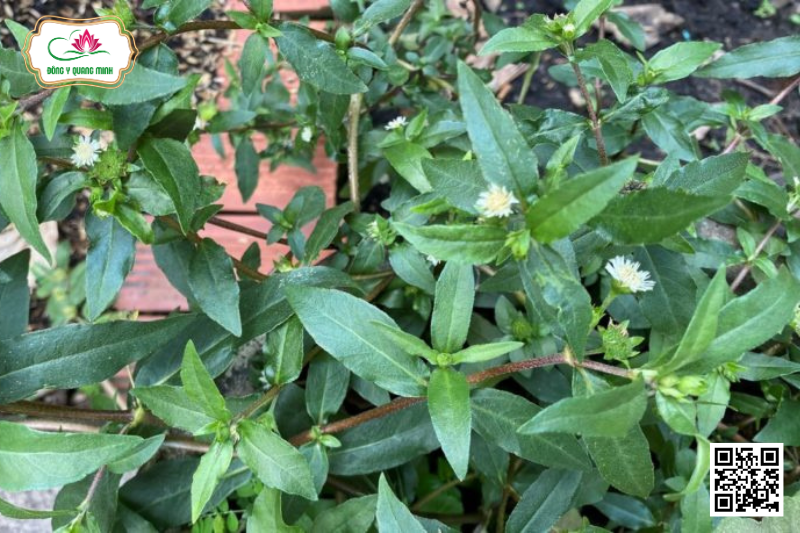 Cỏ Mực - Eclipta Prostrata, Asteraceae