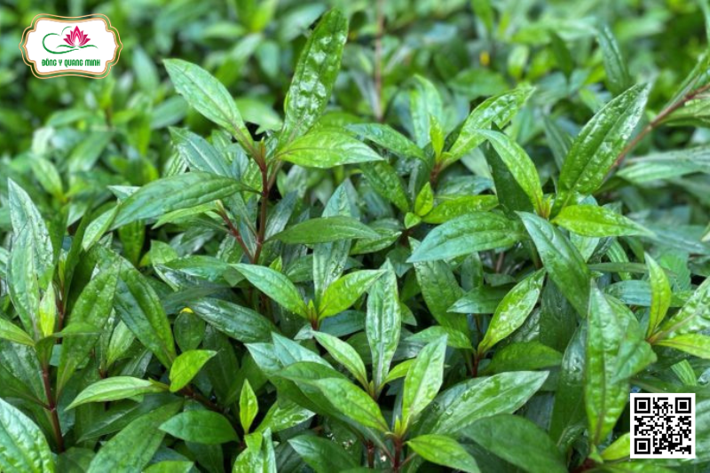 Ba Dót - Ayapana Triplinervis, Asteraceae