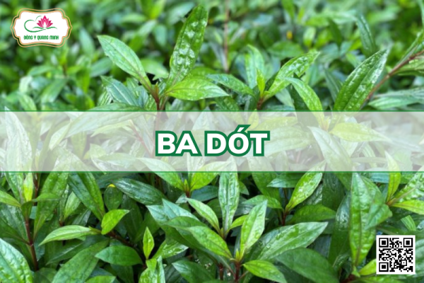 Ba Dót - Ayapana Triplinervis, Asteraceae