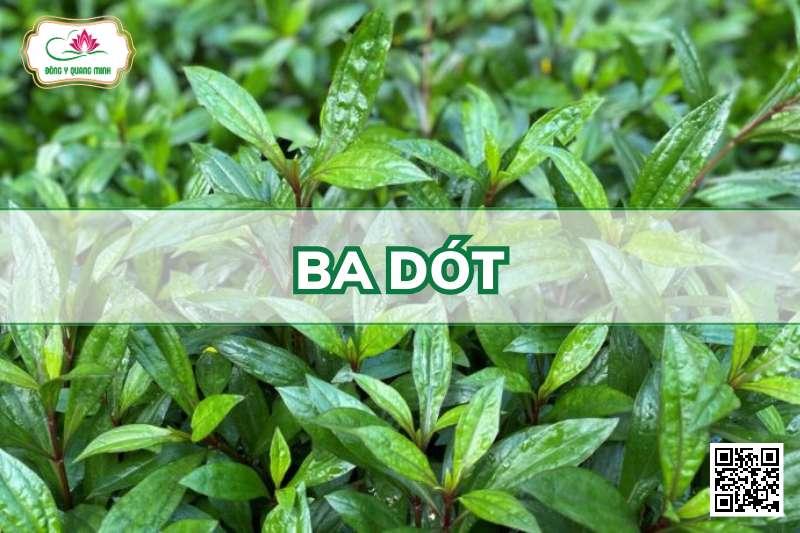 Ba Dót - Ayapana Triplinervis, Asteraceae