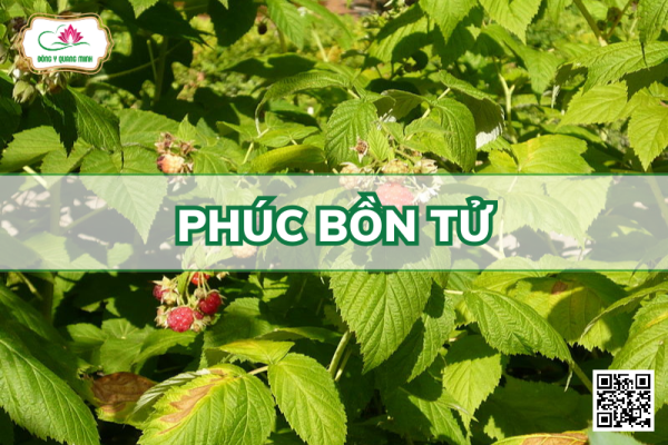 Phúc Bồn Tử – Rubus idaeus, Rosaceae