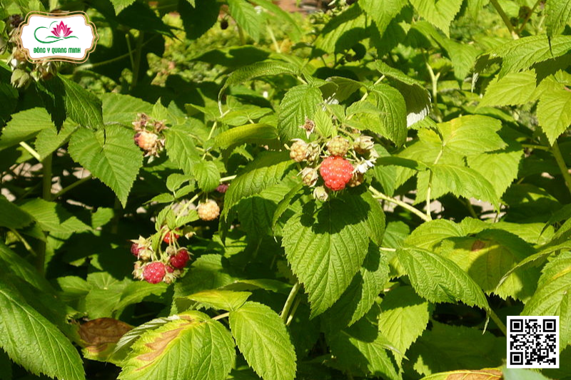 Phúc Bồn Tử – Rubus idaeus, Rosaceae