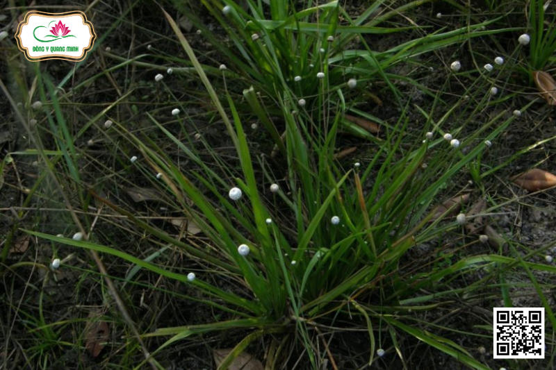 Cốc Tinh Thảo - Eriocaulon Sexangulare, Eriocaulonaceae
