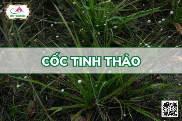 Cốc Tinh Thảo - Eriocaulon Sexangulare, Eriocaulonaceae