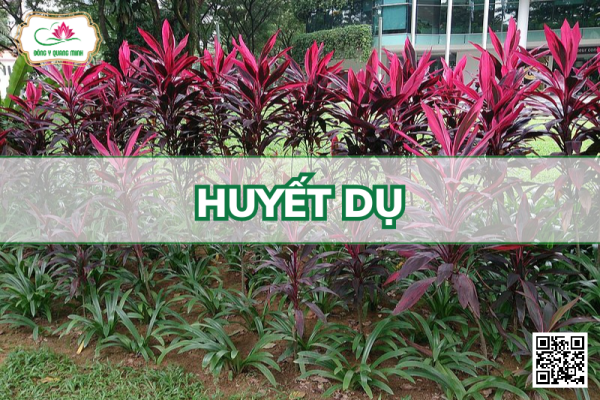 Huyết Dụ – Cordyline Fruticosa, Asparagaceae