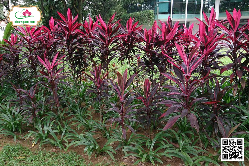 Huyết Dụ – Cordyline Fruticosa, Asparagaceae