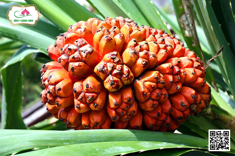 Dứa Dại - Pandanus Tectorius, Pandanaceae