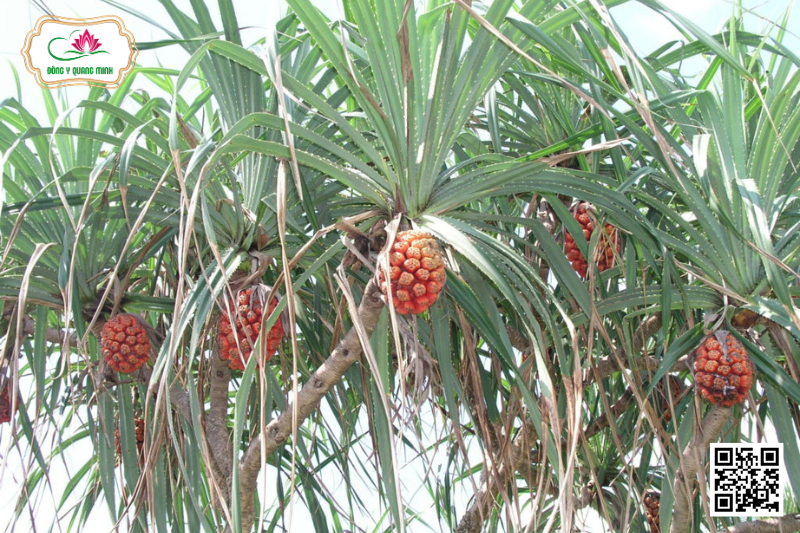 Dứa Dại - Pandanus Tectorius, Pandanaceae