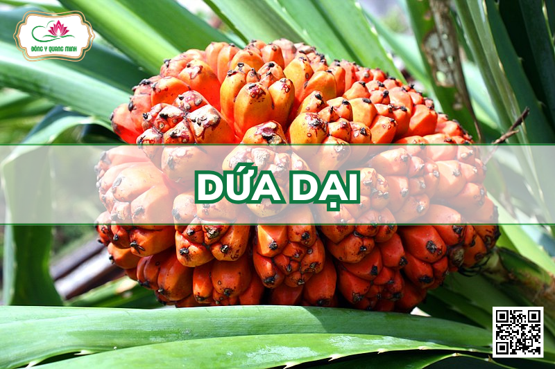 Dứa Dại - Pandanus Tectorius, Pandanaceae