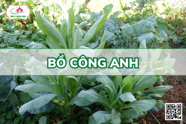 Bồ công anh - Lactuca indica, Asteraceae