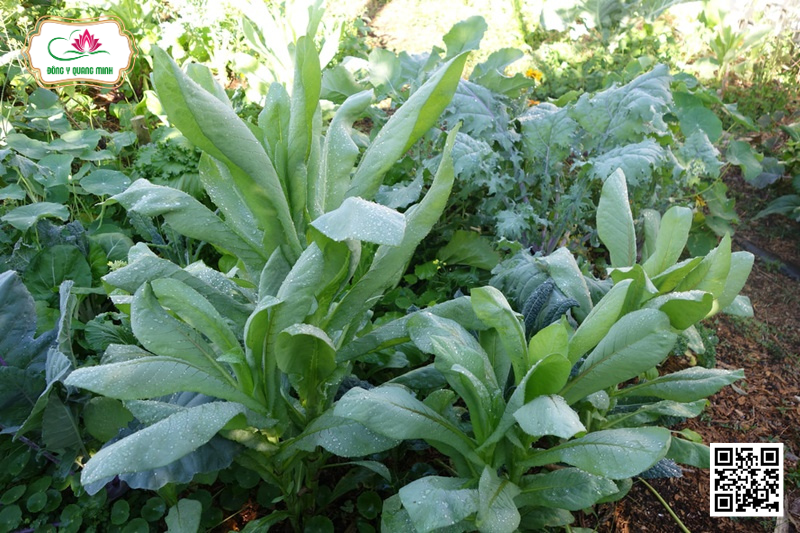 Bồ công anh - Lactuca indica, Asteraceae