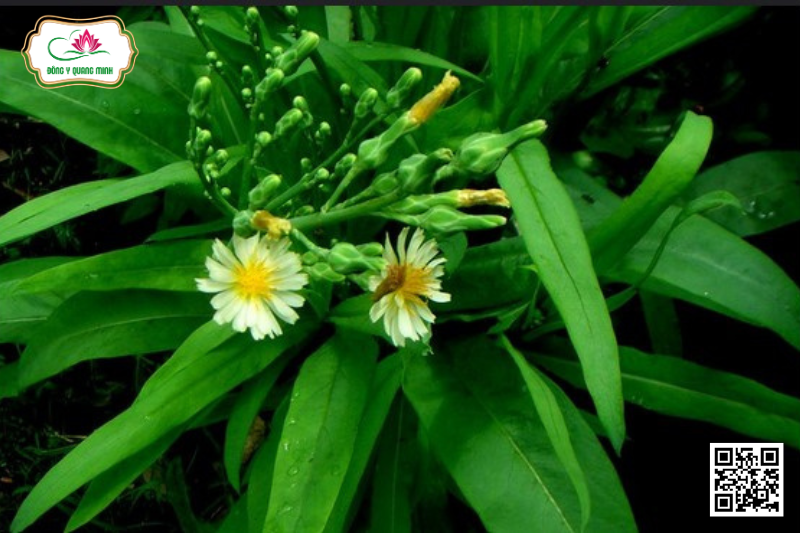 Bồ công anh - Lactuca indica, Asteraceae