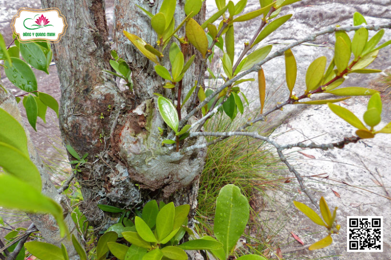 Bí Kì Nam - Hydnophytum Formicarum, Rubiaceae
