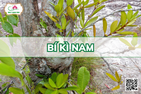 Bí Kì Nam - Hydnophytum Formicarum, Rubiaceae