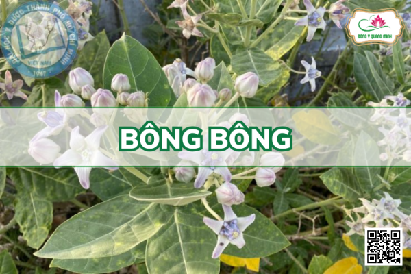 Bông Bông – Calotropis Gigantea, Apocynaceae