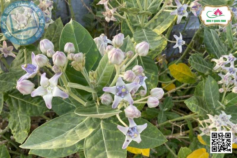 Bông Bông – Calotropis Gigantea, Apocynaceae
