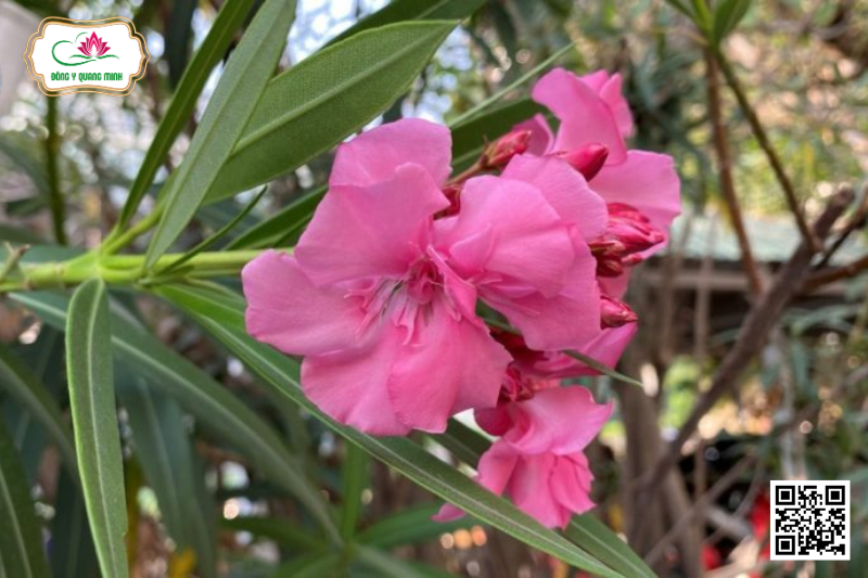 Trúc Đào - Nerium Oleander, Apocynaceae