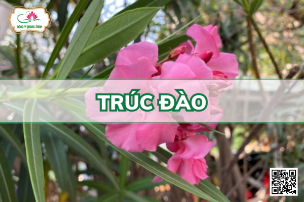 Trúc Đào - Nerium Oleander, Apocynaceae