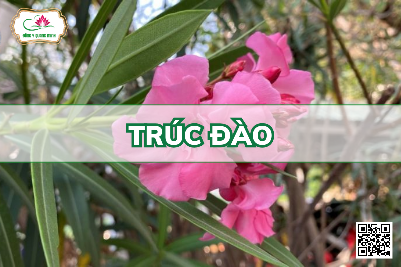 Trúc Đào - Nerium Oleander, Apocynaceae