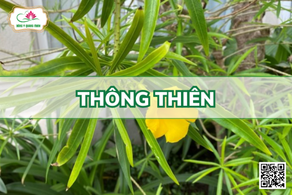 Thông Thiên – Cascabela Thevetia, Apocynaceae