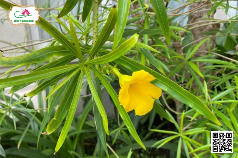 Thông Thiên – Cascabela Thevetia, Apocynaceae