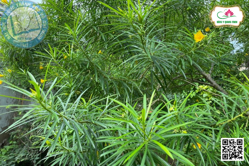 Thông Thiên – Cascabela Thevetia, Apocynaceae