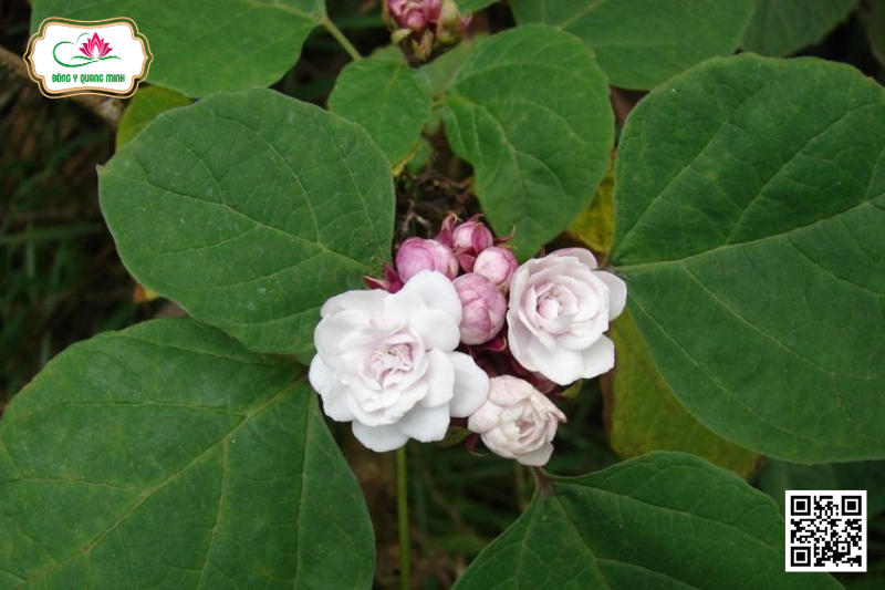 Bạch Đồng Nữ - Clerodendrum Chinense, Lamiaceae