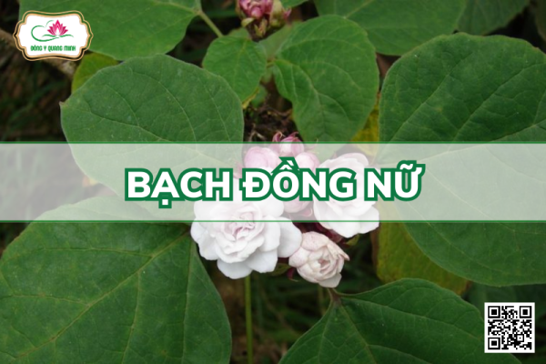 Bạch Đồng Nữ - Clerodendrum Chinense, Lamiaceae