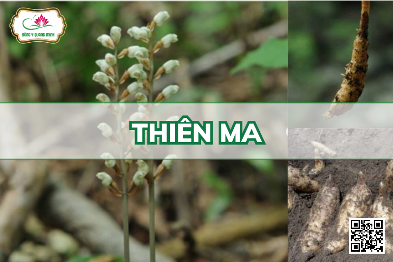 Thiên Ma – Gastrodia Elata, Orchidaceae