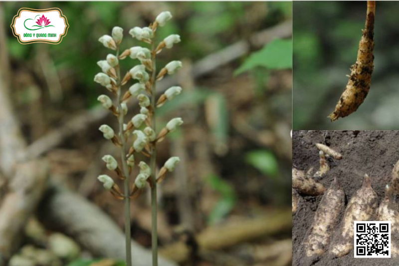 Thiên Ma – Gastrodia Elata, Orchidaceae
