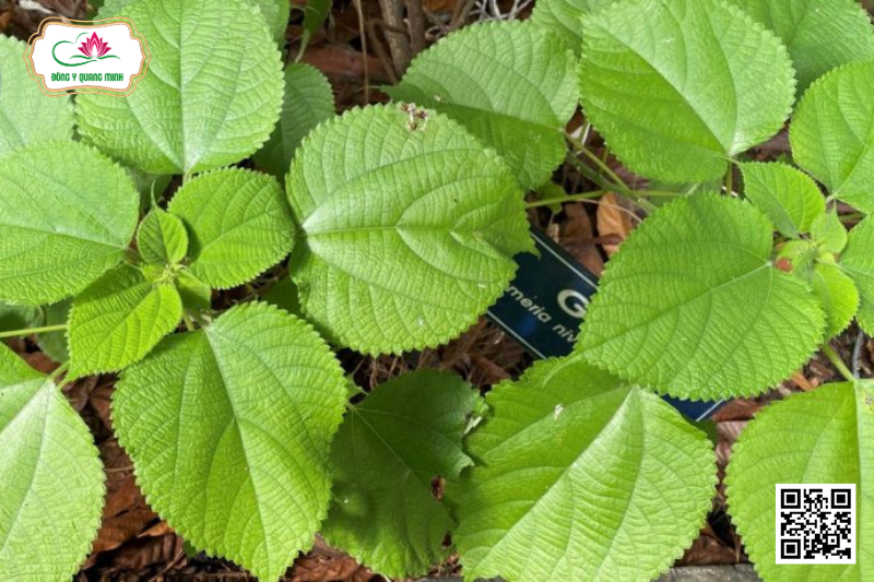 Gai – Boehmeria Nivea, Urticaceae