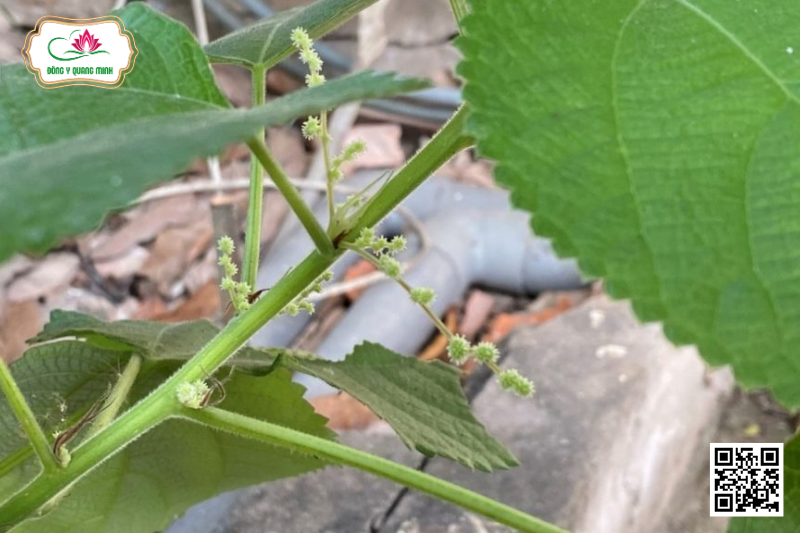 Gai – Boehmeria Nivea, Urticaceae