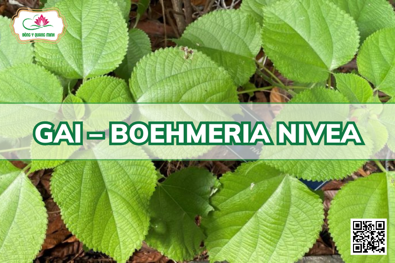 Gai – Boehmeria Nivea, Urticaceae
