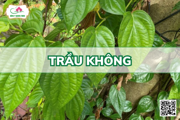 Trầu Không – Piper Betle, Piperaceae