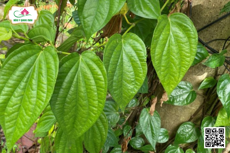 Trầu Không – Piper Betle, Piperaceae