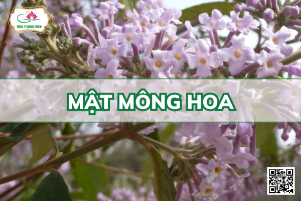 Mật Mông Hoa – Buddleja Officinalis, Buddlejaceae