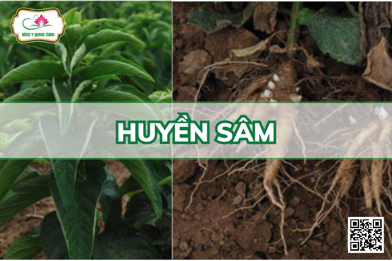 Huyền Sâm – Scrophularia Ningpoensis, Scrophulariaceae