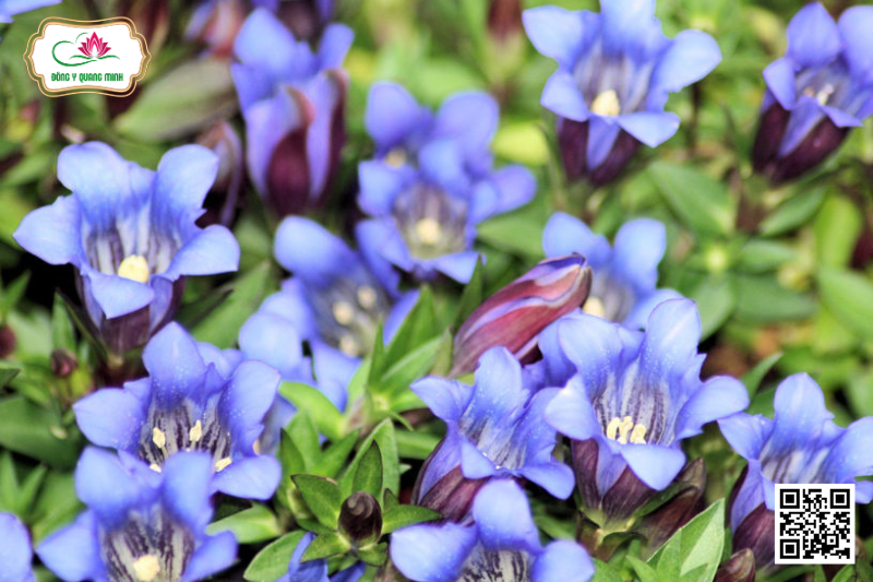 Long Đởm Thảo - Gentiana Scabra, Gentianaceae
