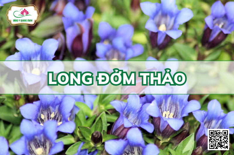 Long Đởm Thảo - Gentiana Scabra, Gentianaceae