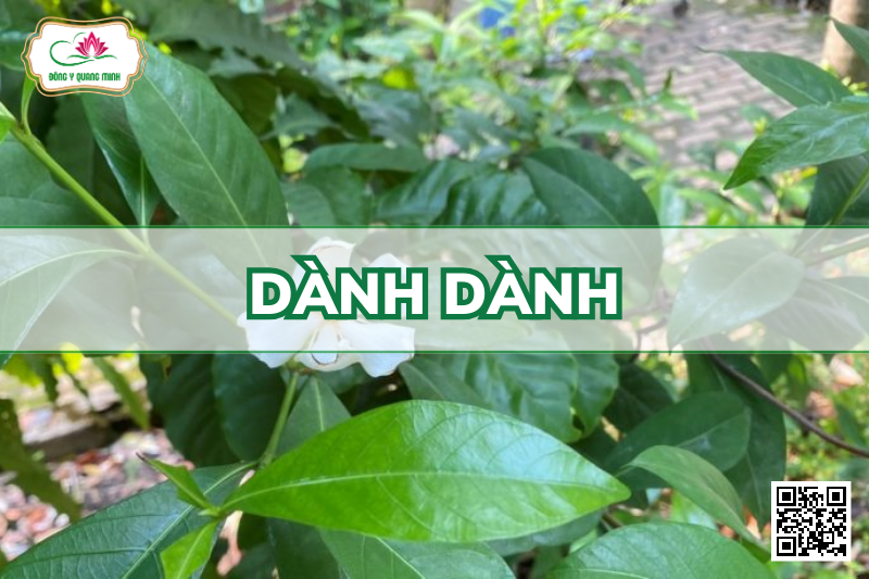 Dành Dành - Gardenia Jasminoides, Rubiacae