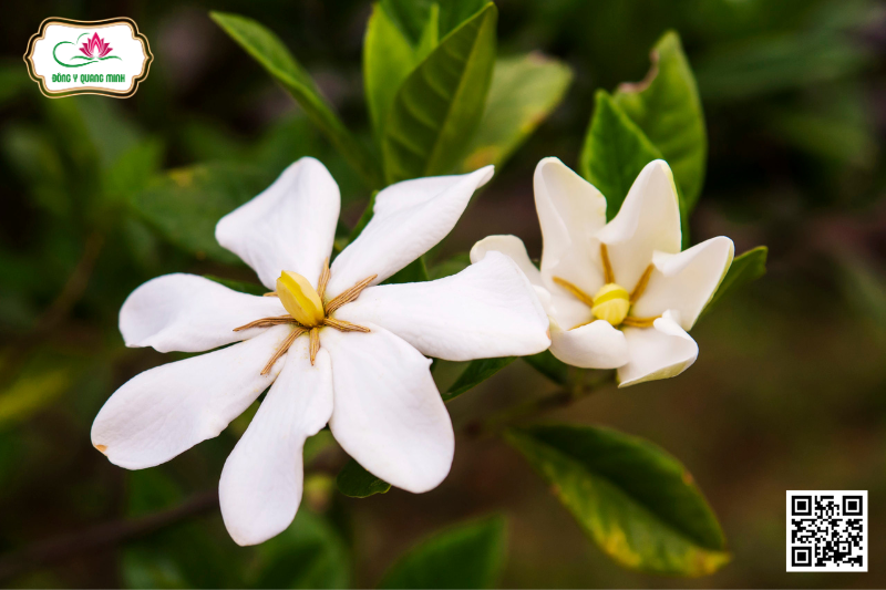 Dành Dành - Gardenia Jasminoides, Rubiacae