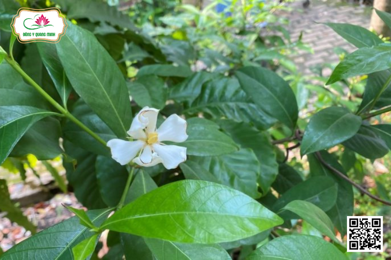 Dành Dành - Gardenia Jasminoides, Rubiacae