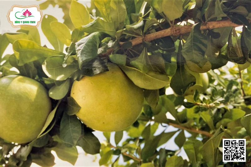 Đào Tiên - Crescentia Cujete, Bignoniaceae